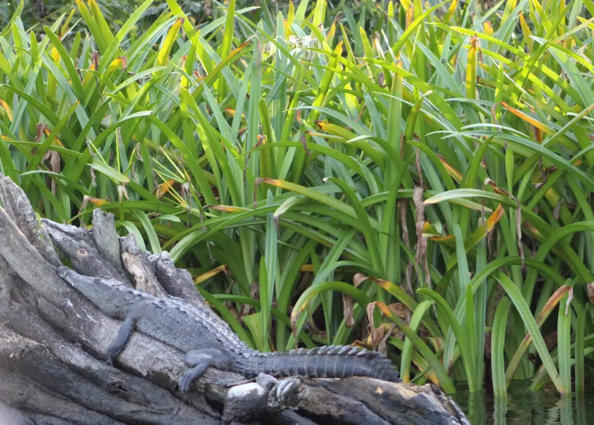 San Blas Alligator