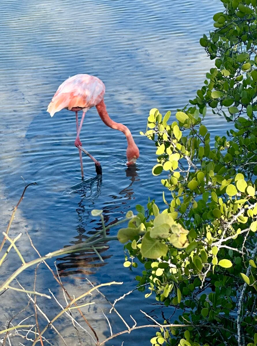 Flamingo hunting on Santa Cruz Island.