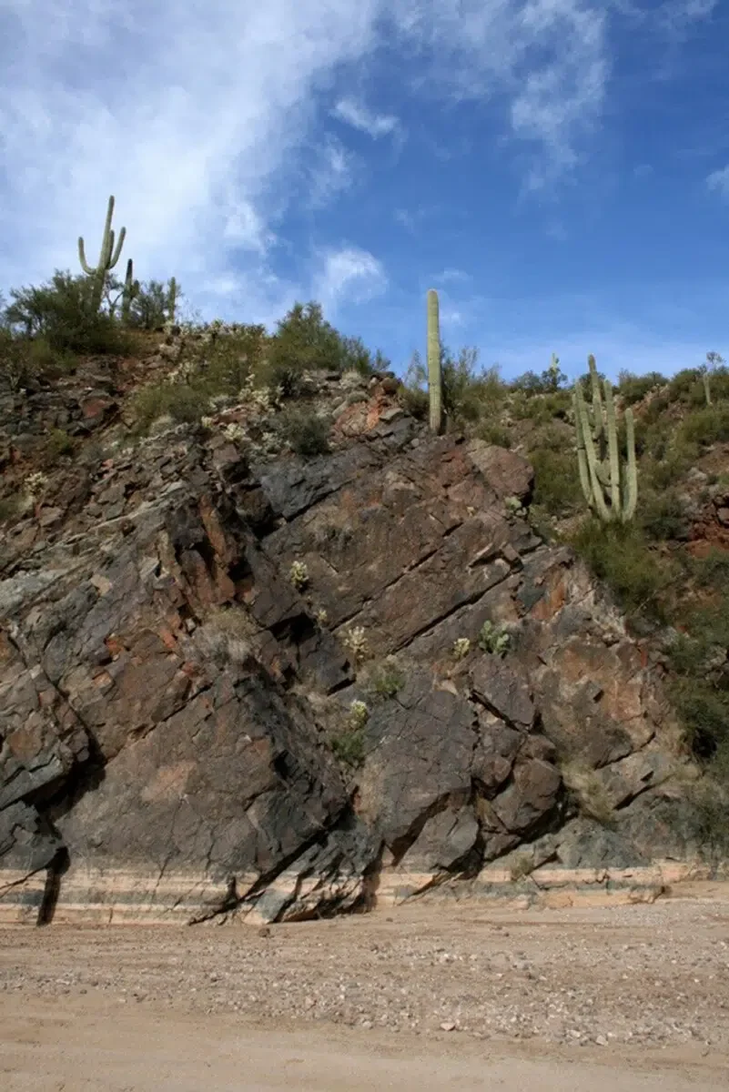 Saguaros and Geology - Saguaro Cactus