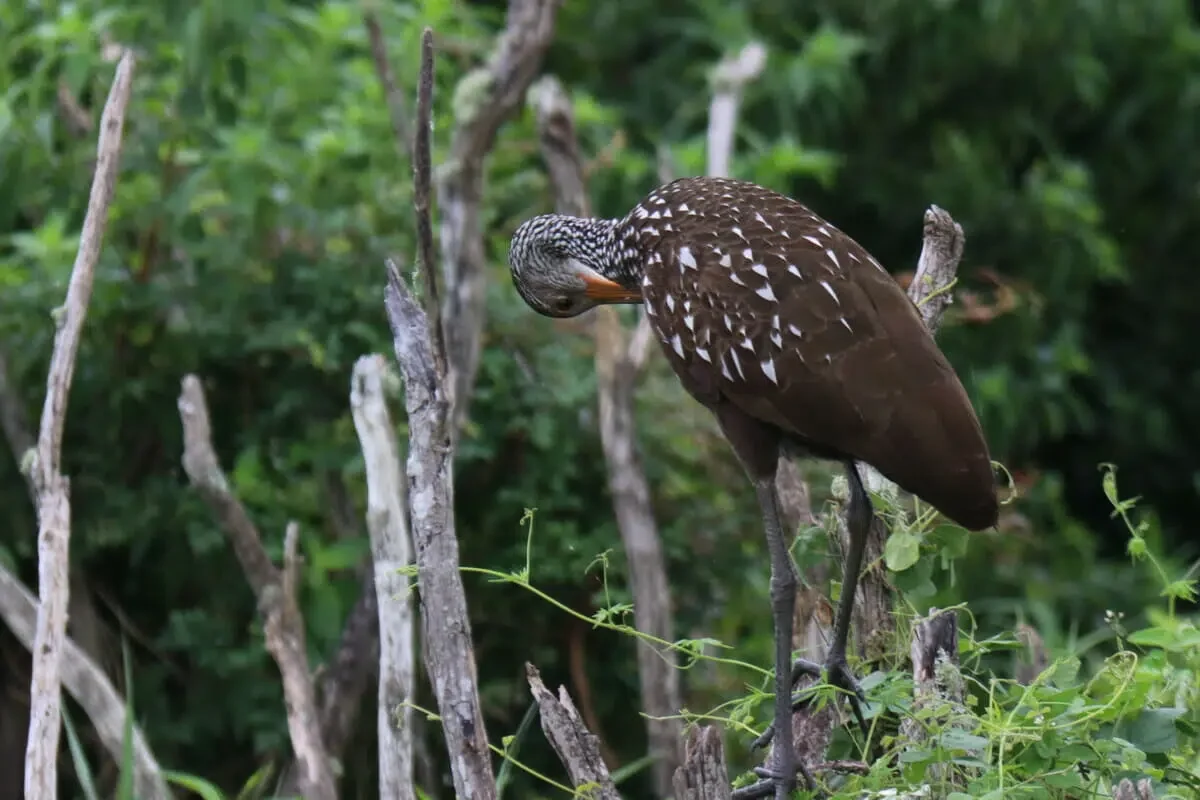 Bird at Wakulla Springs State Park