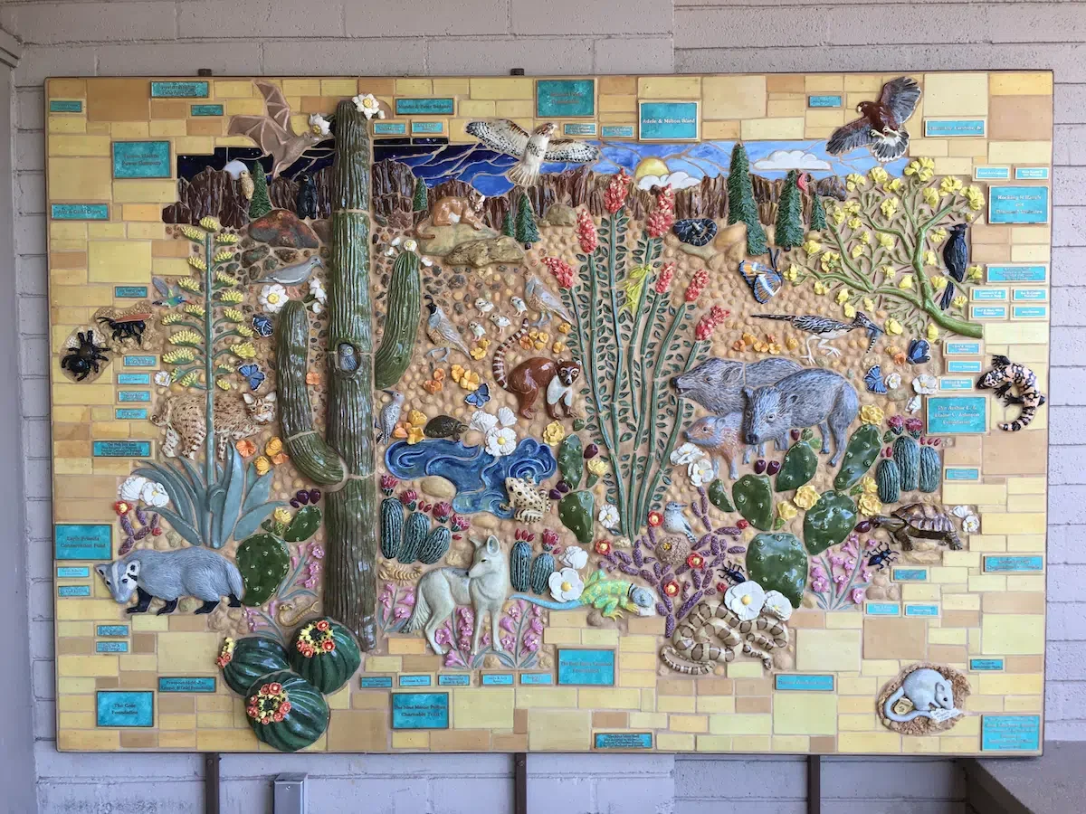 Saguaro National Park